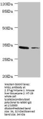 MGLL Antibody