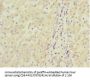 MGLL Antibody