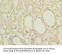 MGLL Antibody
