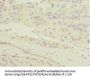 MGLL Antibody