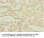MGLL Antibody