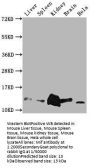 Mif Antibody