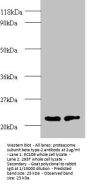 PSMB2 Antibody