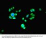 PSMB2 Antibody