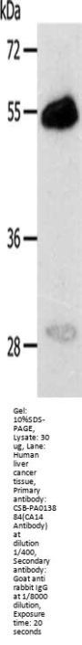 CA14 Antibody