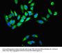 MYH9 Antibody