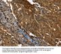 Rabbit anti-human PPIA polyclonal antibody