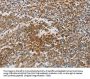 CKMT1A Antibody