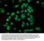 ARHGEF7 Antibody