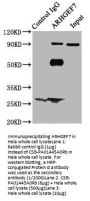 ARHGEF7 Antibody