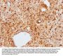 MITF Antibody