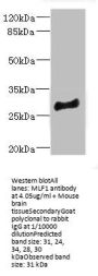 MLF1 Antibody