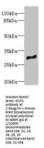 MLF1 Antibody