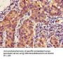 MLLT4 Antibody