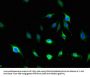 MLLT4 Antibody