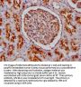 MME Antibody