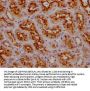 MME Antibody
