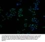 MME Antibody
