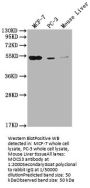 MOCS3 Antibody