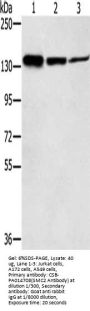 SMC2 Antibody