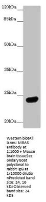 MRAS Antibody