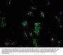 MRAS Antibody