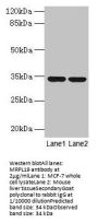 MRPL19 Antibody