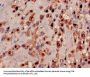 MRPL19 Antibody