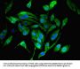 MRPL19 Antibody