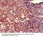 MRPL19 Antibody