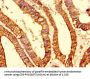 MRPS10 Antibody