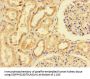 MRPS10 Antibody