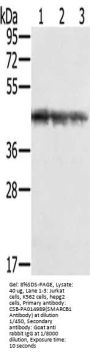 SMARCB1 Antibody
