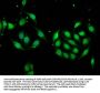 MSI1 Antibody