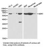 MSR1 Antibody