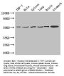 MSR1 Antibody