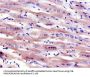 MSR1 Antibody