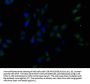 MST1R Antibody