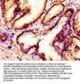 MSX1 Antibody