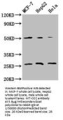 MT-CO2 Antibody