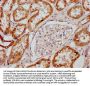 MT-CO2 Antibody