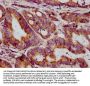 MT-CO2 Antibody