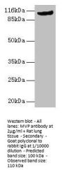 MVP Antibody