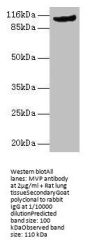 MVP Antibody