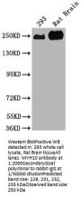 MYH10 Antibody