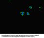 MYH3 Antibody