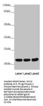 MYL3 Antibody