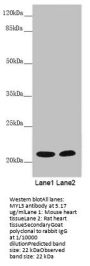 MYL3 Antibody