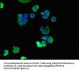 MYL9 Antibody
