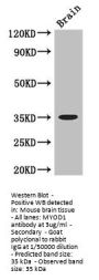 MYOD1 Antibody